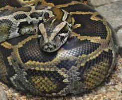 Burmese Python