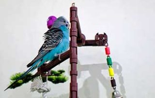 Pet Bird with Toys