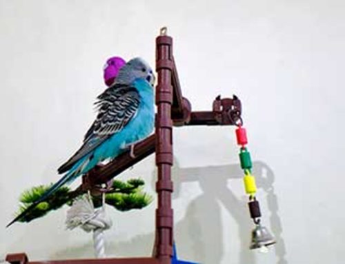 Tips For Keeping Your Pet Bird Entertained