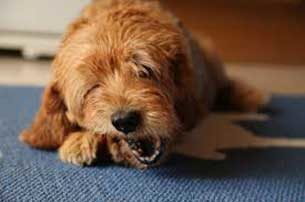 ben the brown pet dog