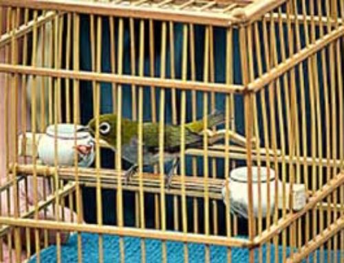 How To Choose The Right Bird Cage