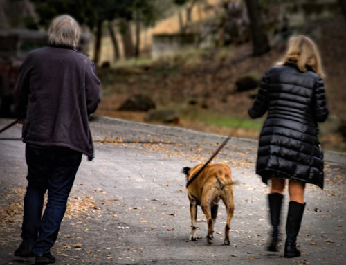 Understanding Your Dog’s Individual Walking Needs