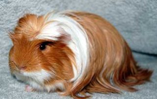 hamster coronet cavia