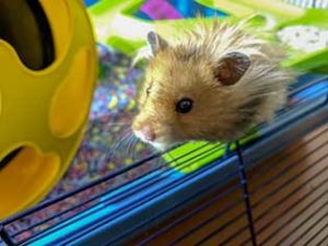 hamster playing inside cage