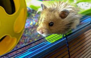 hamster playing inside cage