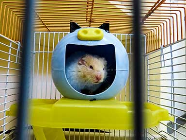 hamster in hamster ball