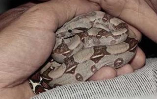 holding a pet snake