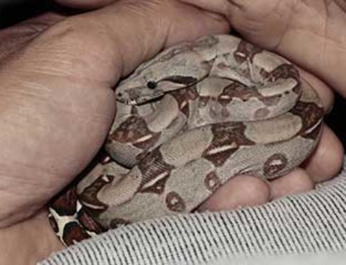 How To Care For A Pet Snake