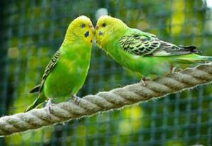 pet love birds on the rope