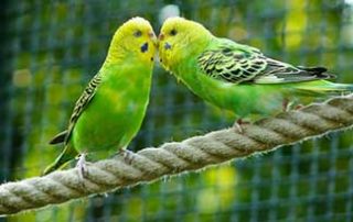 pet love birds on the rope
