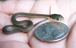 newborn garter snake