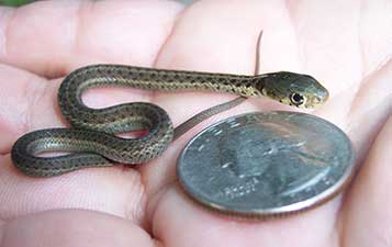 newborn garter snake